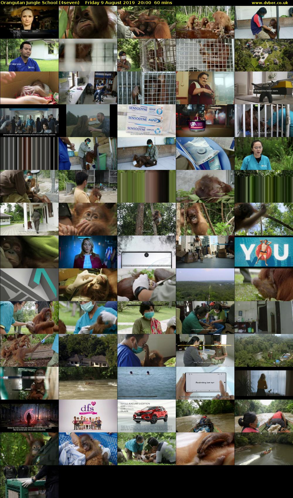 Orangutan Jungle School (4seven) Friday 9 August 2019 20:00 - 21:00