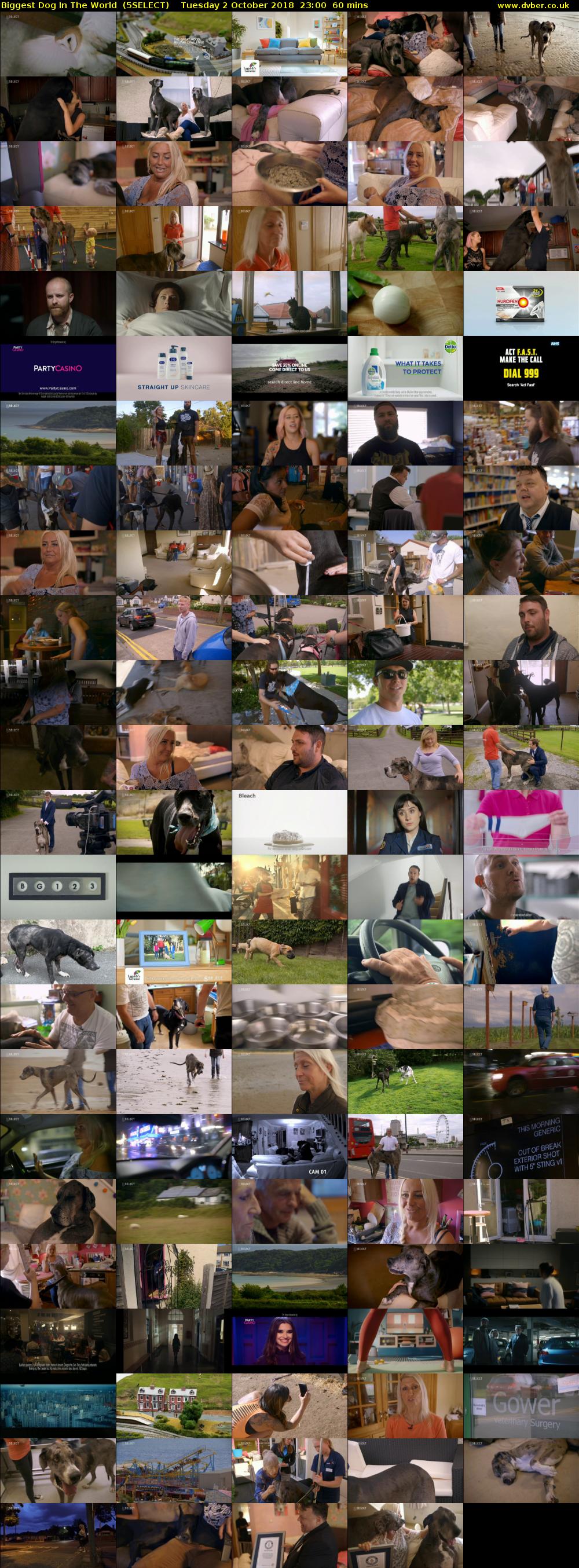Biggest Dog In The World  (5SELECT) Tuesday 2 October 2018 23:00 - 00:00