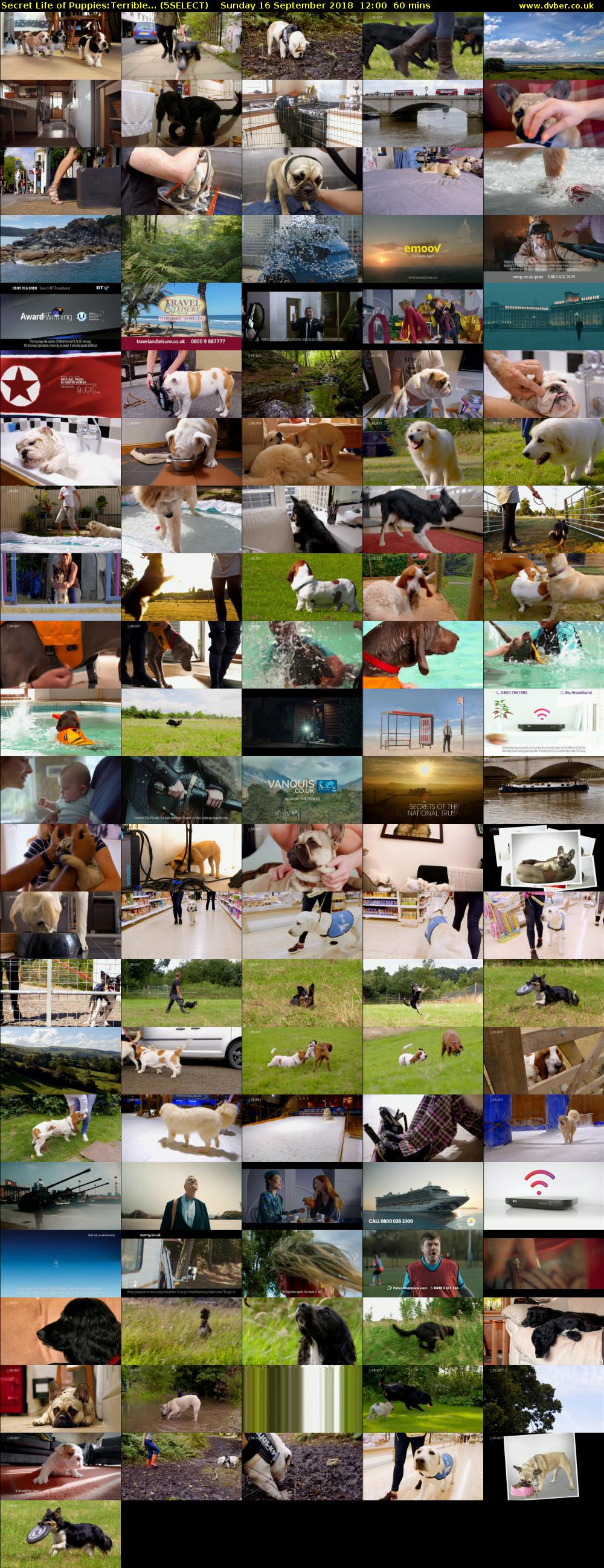 Secret Life of Puppies:Terrible... (5SELECT) Sunday 16 September 2018 12:00 - 13:00