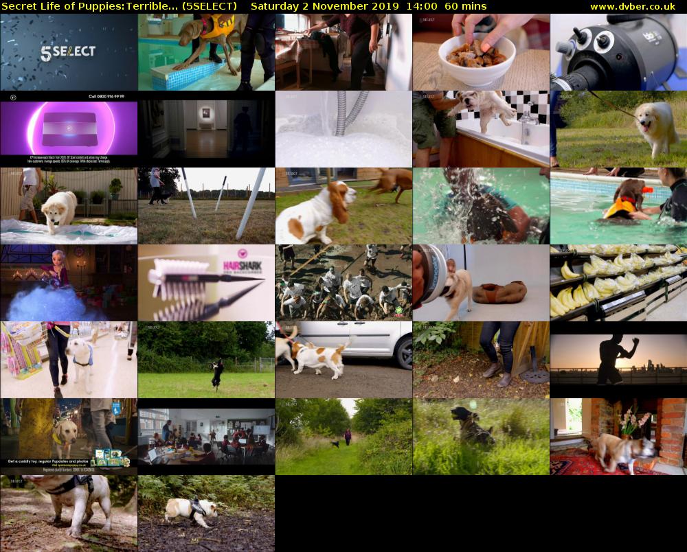 Secret Life of Puppies:Terrible... (5SELECT) Saturday 2 November 2019 14:00 - 15:00