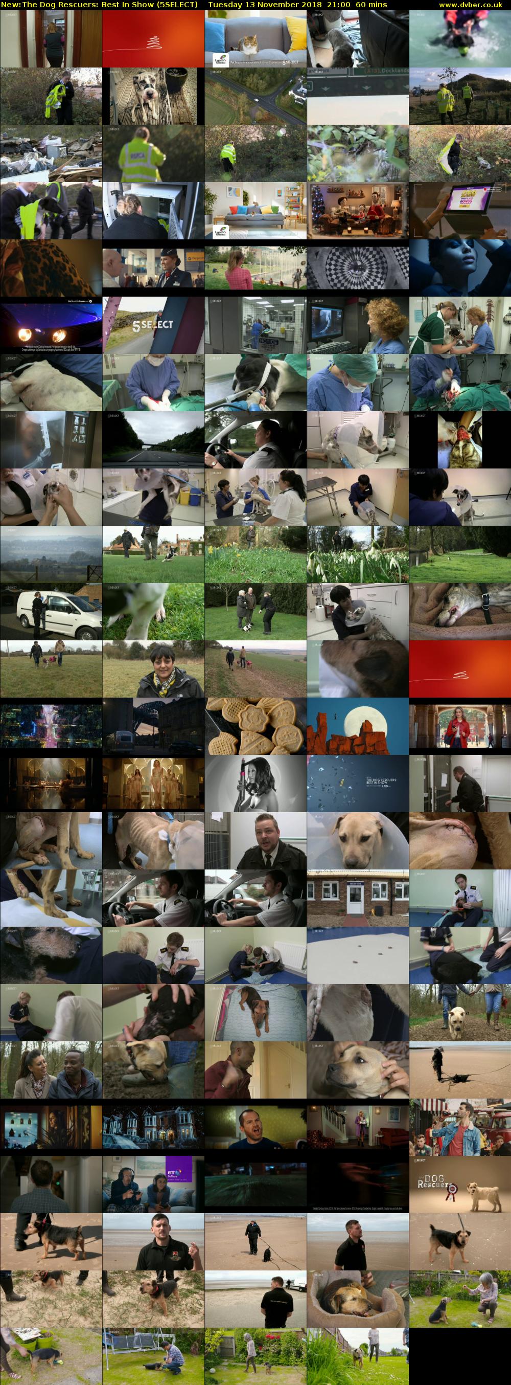 The Dog Rescuers: Best In Show (5SELECT) Tuesday 13 November 2018 21:00 - 22:00