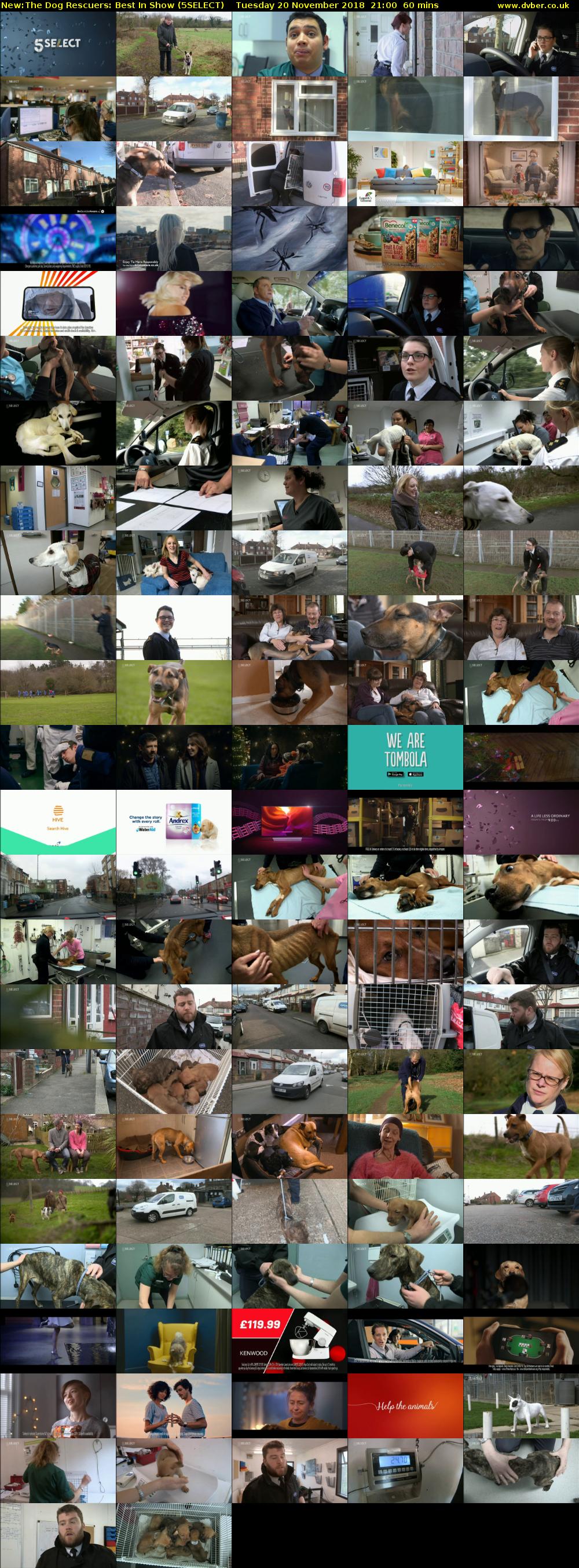 The Dog Rescuers: Best In Show (5SELECT) Tuesday 20 November 2018 21:00 - 22:00