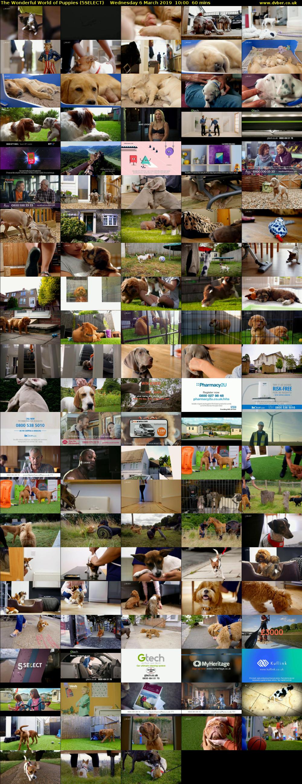 The Wonderful World of Puppies (5SELECT) Wednesday 6 March 2019 10:00 - 11:00