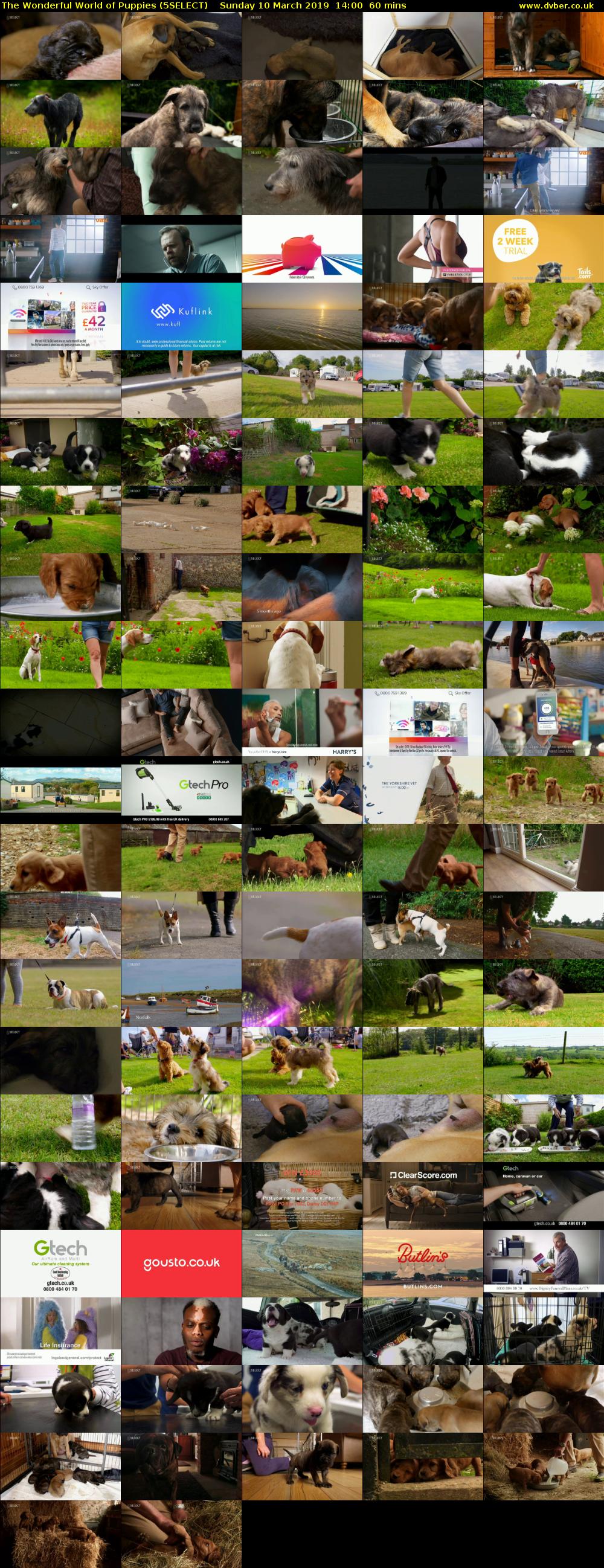 The Wonderful World of Puppies (5SELECT) Sunday 10 March 2019 14:00 - 15:00