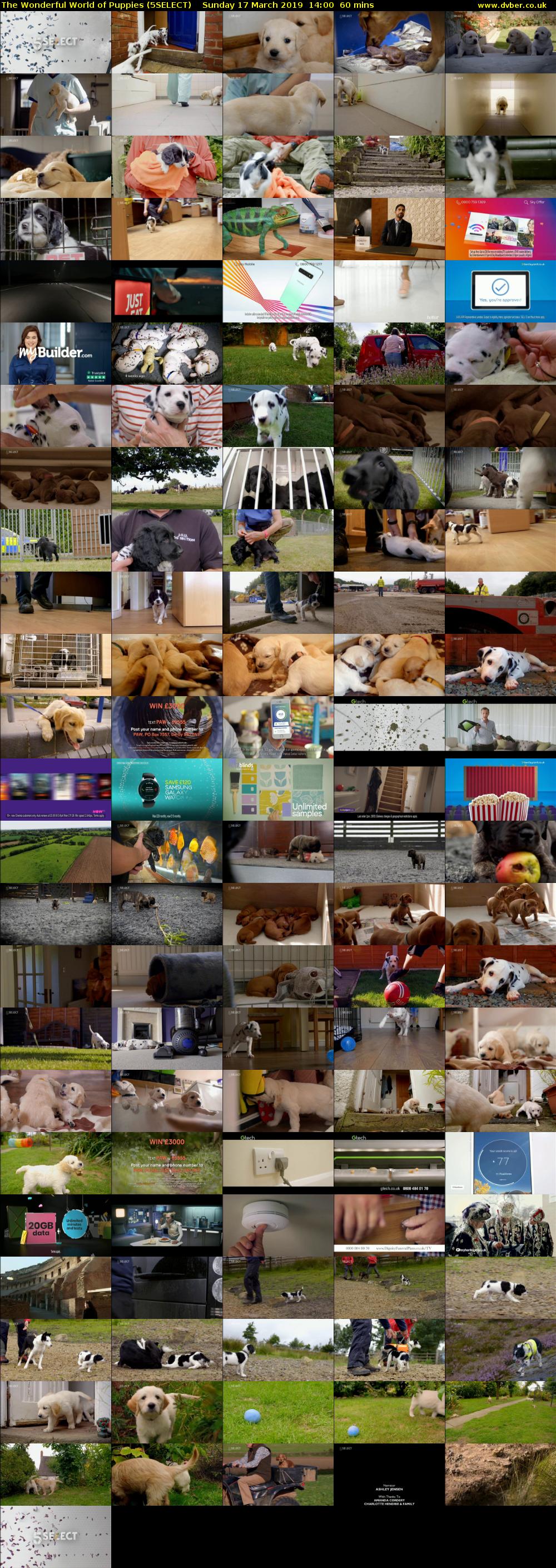 The Wonderful World of Puppies (5SELECT) Sunday 17 March 2019 14:00 - 15:00
