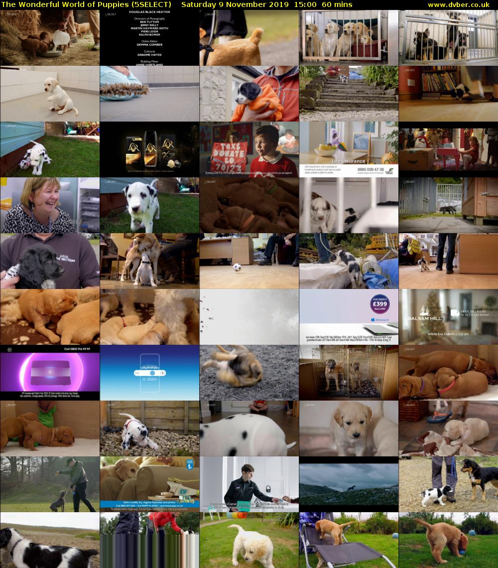 The Wonderful World of Puppies (5SELECT) Saturday 9 November 2019 15:00 - 16:00