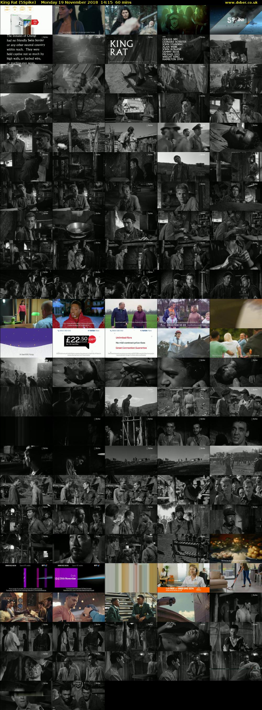 King Rat (5Spike) Monday 19 November 2018 14:15 - 15:15