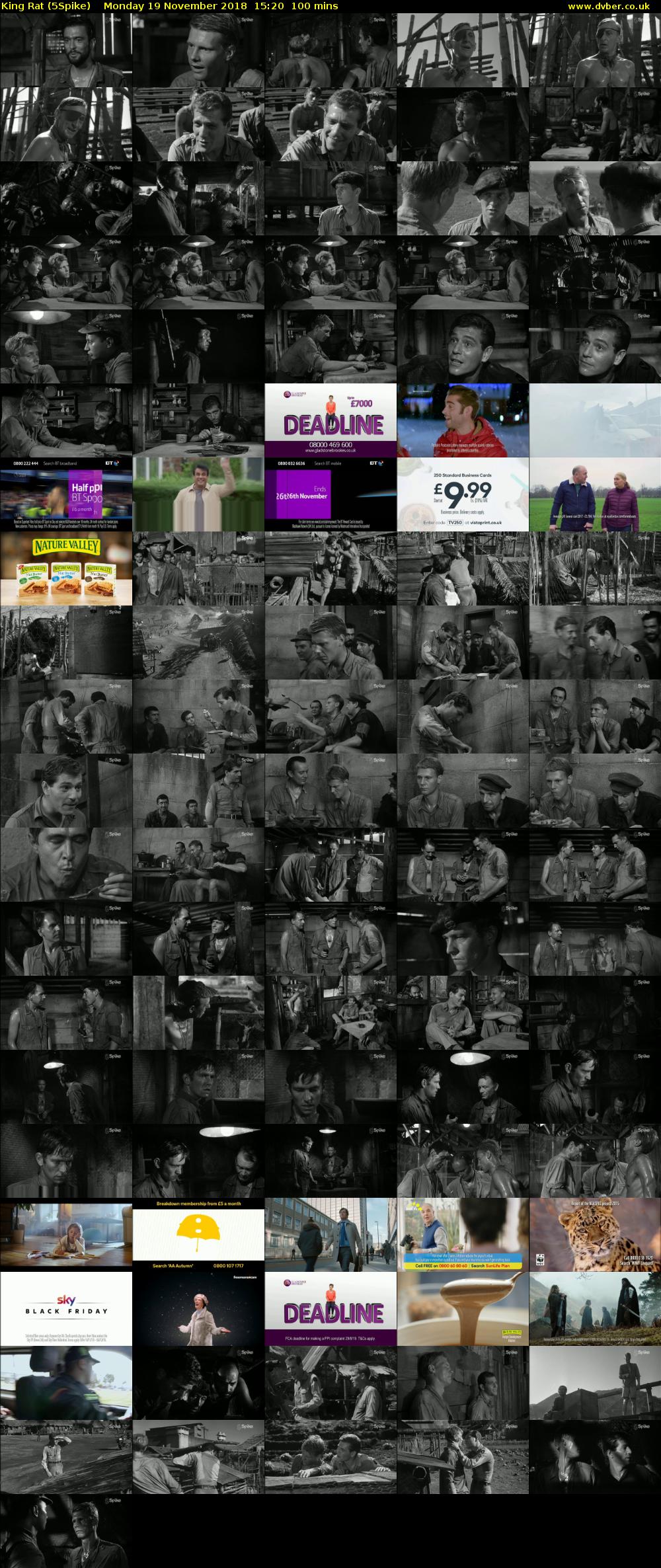 King Rat (5Spike) Monday 19 November 2018 15:20 - 17:00