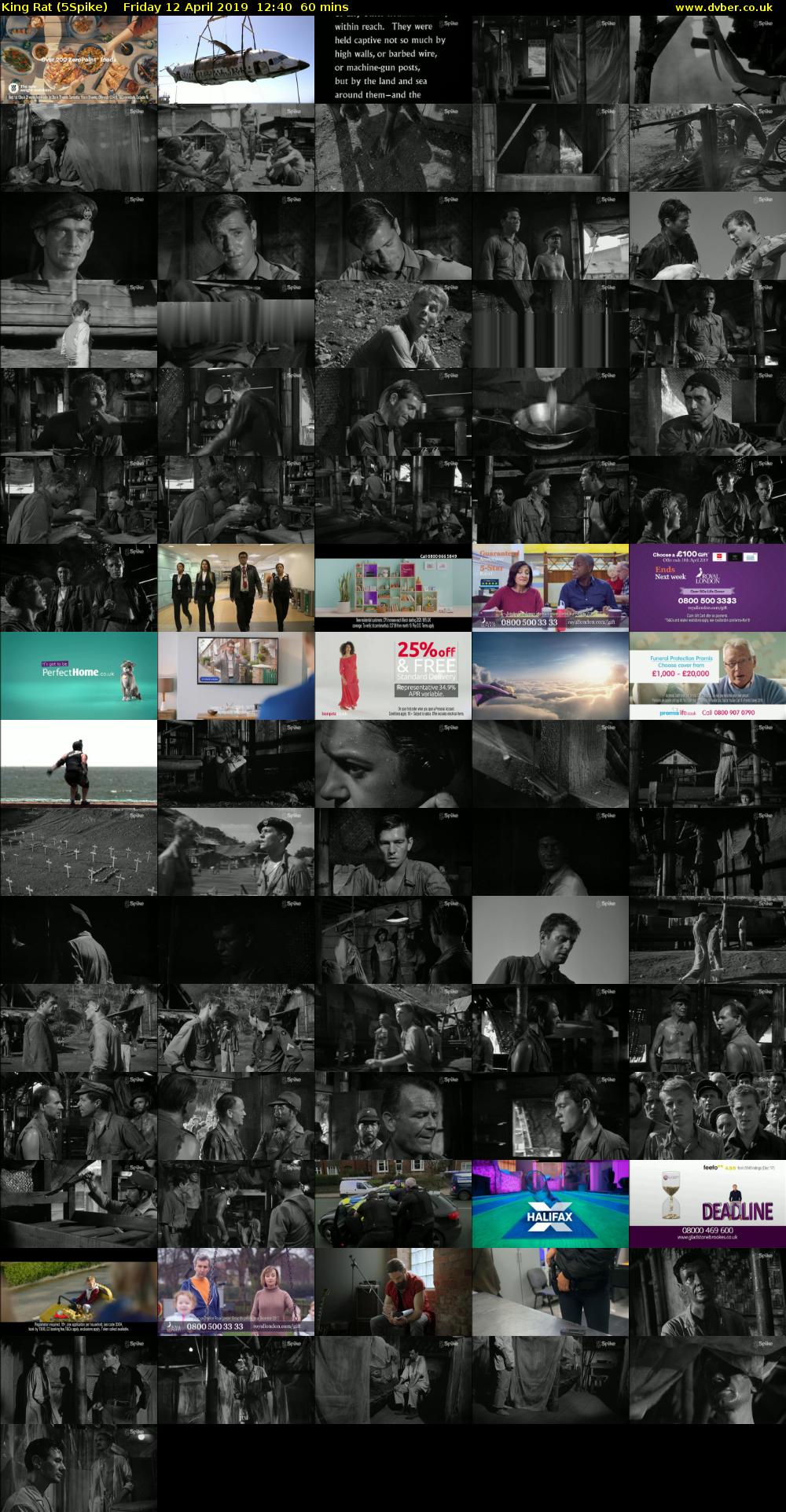 King Rat (5Spike) Friday 12 April 2019 12:40 - 13:40