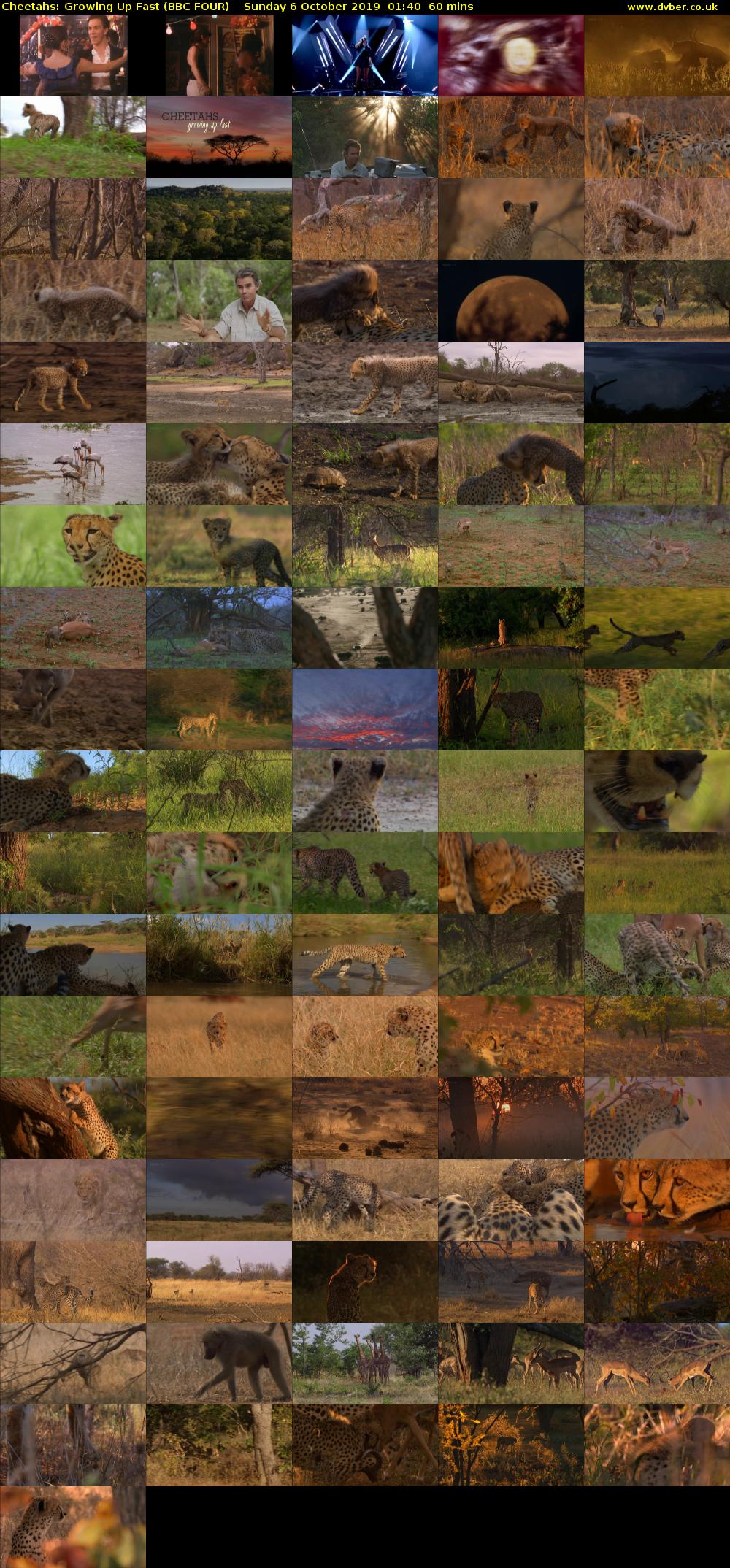 Cheetahs: Growing Up Fast (BBC FOUR) Sunday 6 October 2019 01:40 - 02:40
