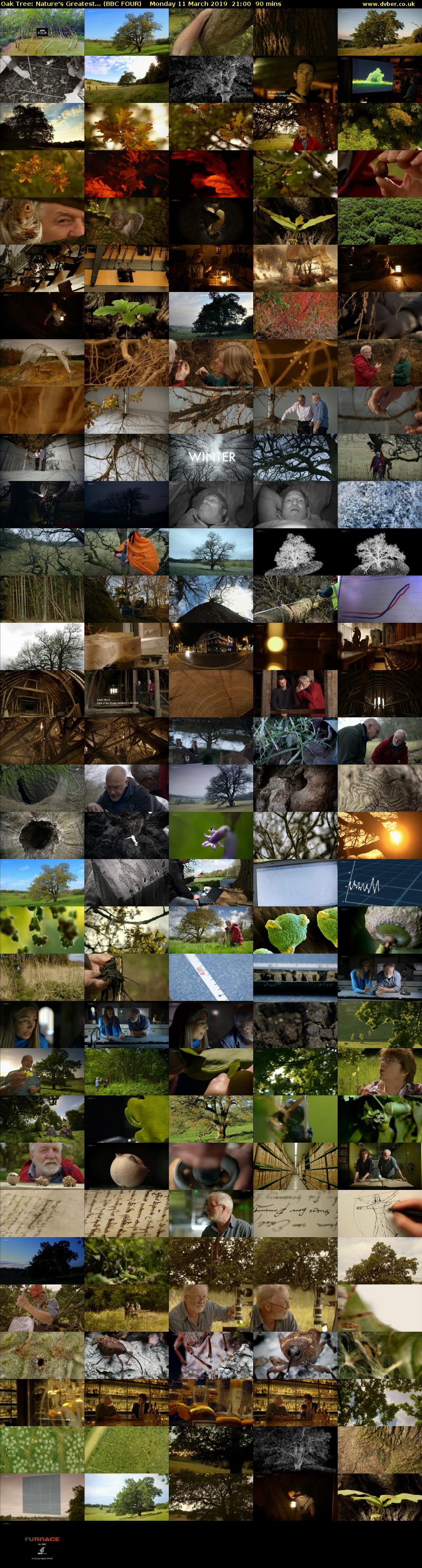 Oak Tree: Nature's Greatest... (BBC FOUR) Monday 11 March 2019 21:00 - 22:30