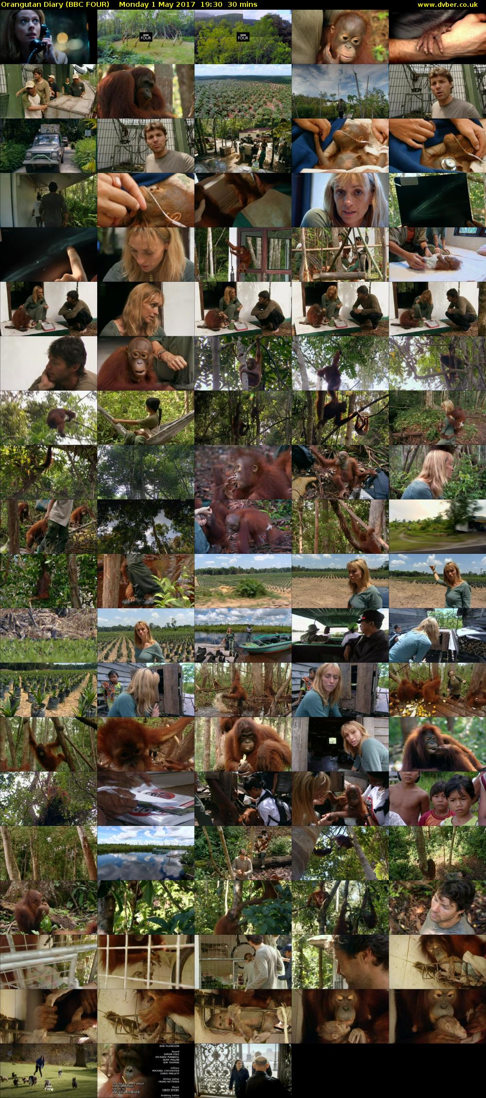 Orangutan Diary (BBC FOUR) Monday 1 May 2017 19:30 - 20:00