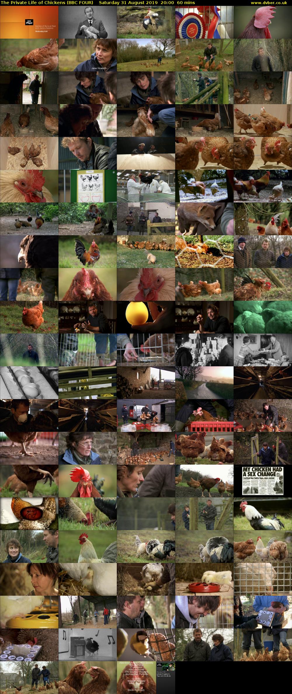 The Private Life of Chickens (BBC FOUR) Saturday 31 August 2019 20:00 - 21:00