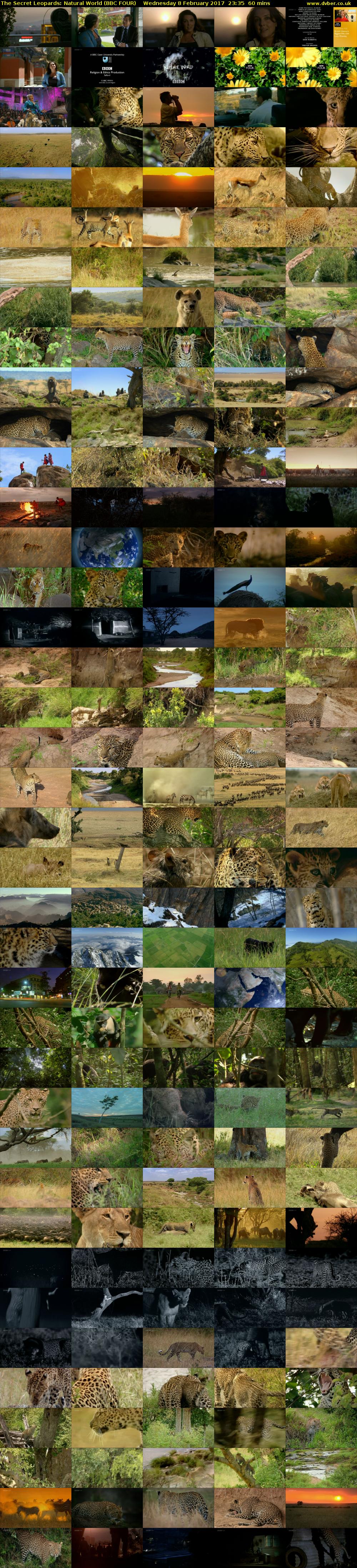 The Secret Leopards: Natural World (BBC FOUR) Wednesday 8 February 2017 23:35 - 00:35
