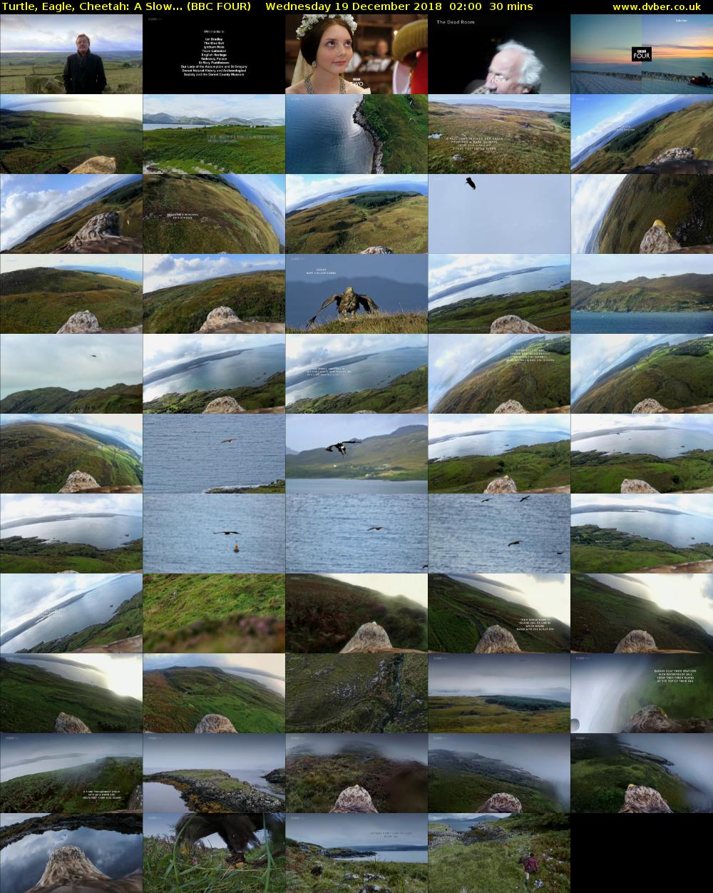 Turtle, Eagle, Cheetah: A Slow... (BBC FOUR) Wednesday 19 December 2018 02:00 - 02:30