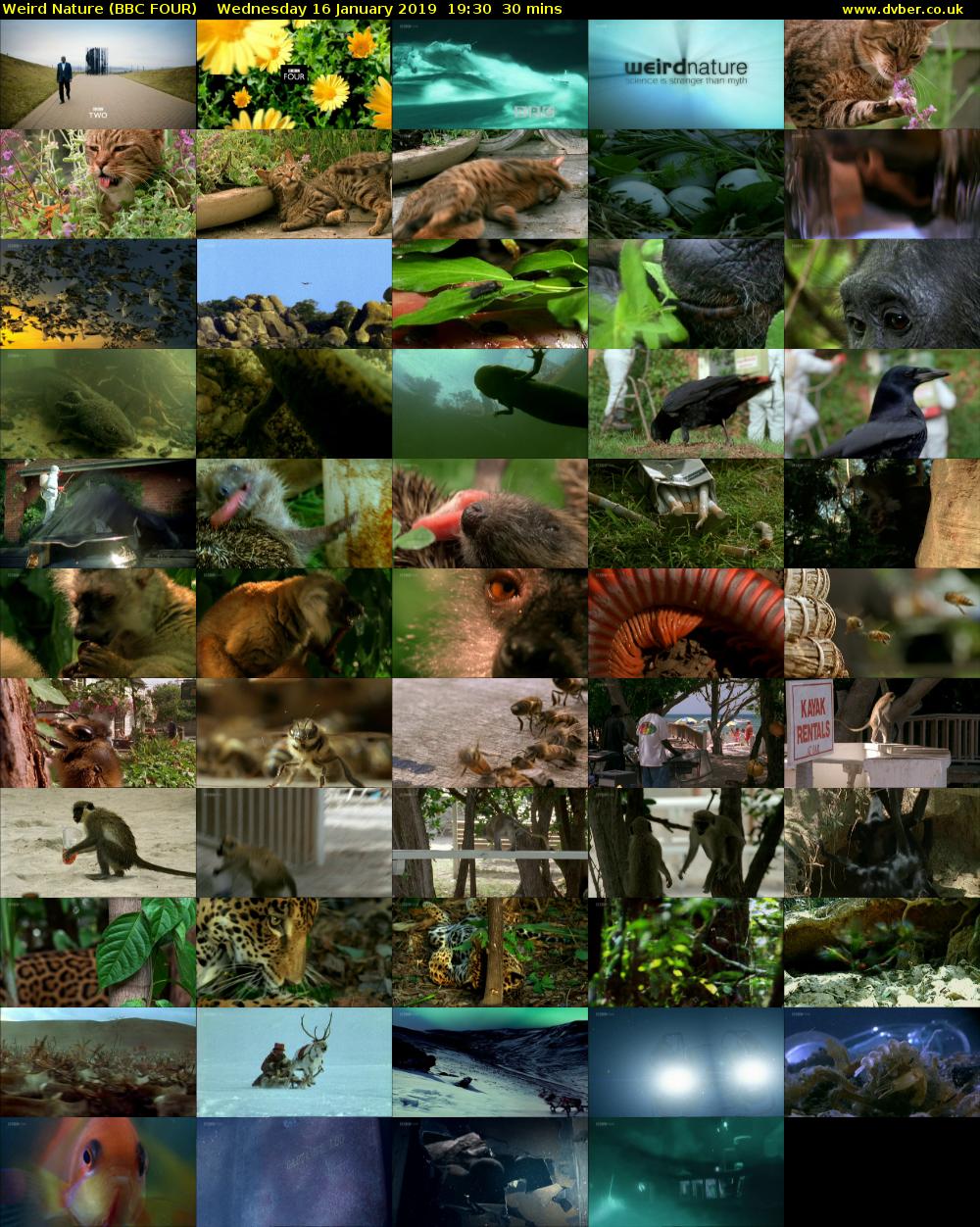 Weird Nature (BBC FOUR) Wednesday 16 January 2019 19:30 - 20:00