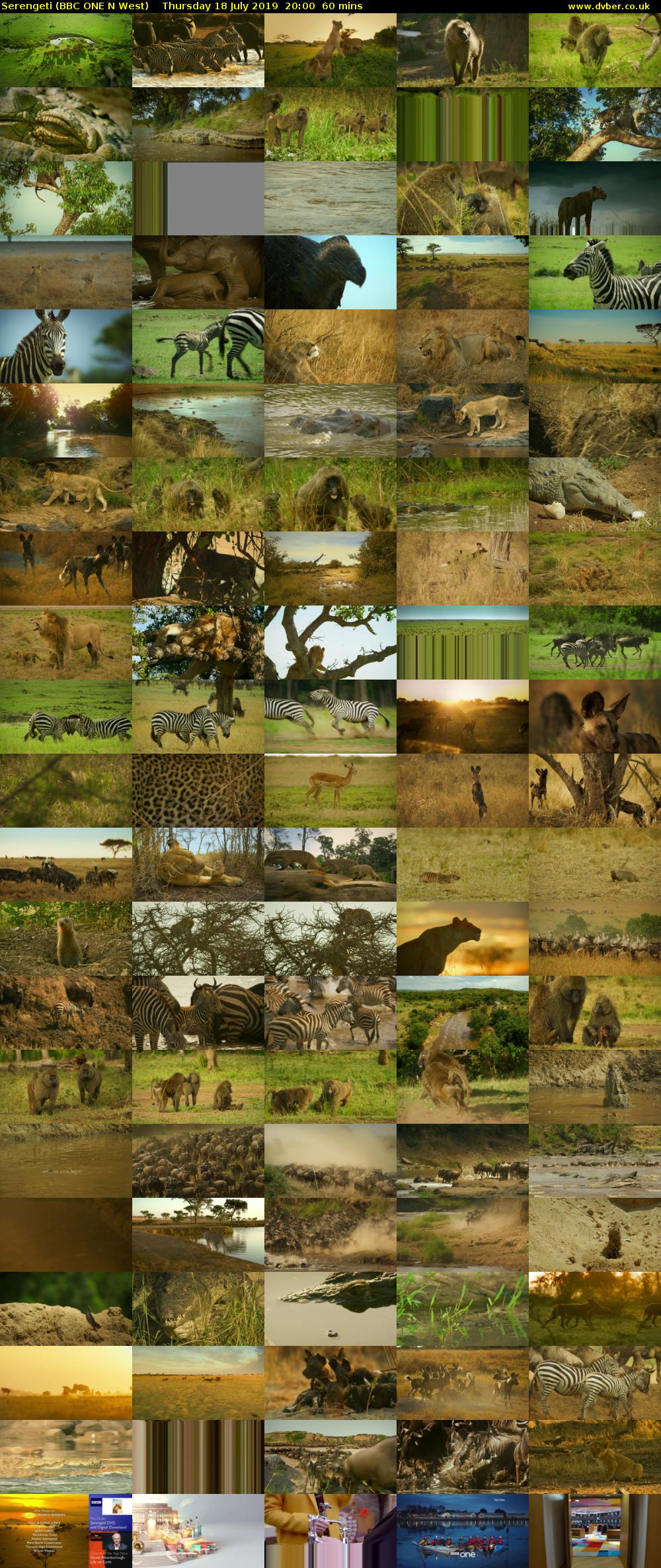 Serengeti (BBC ONE N West) Thursday 18 July 2019 20:00 - 21:00