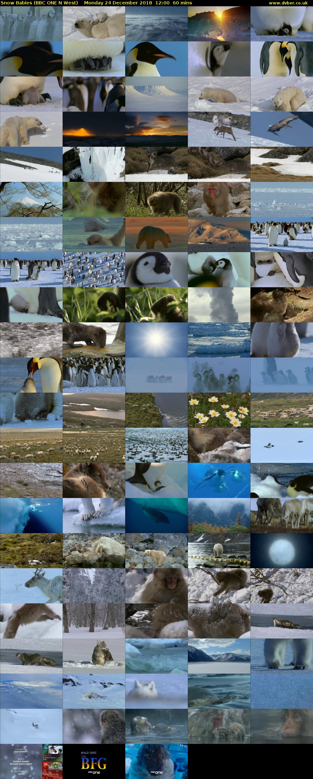 Snow Babies (BBC ONE N West) Monday 24 December 2018 12:00 - 13:00