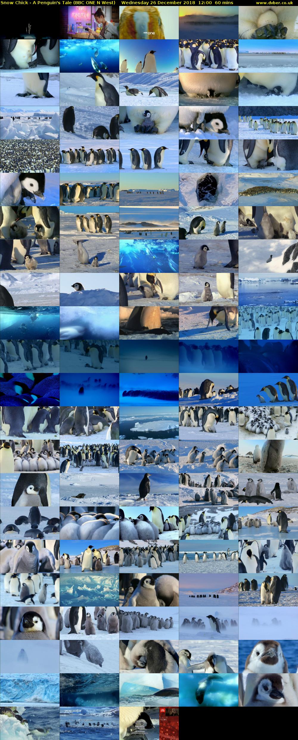 Snow Chick - A Penguin's Tale (BBC ONE N West) Wednesday 26 December 2018 12:00 - 13:00