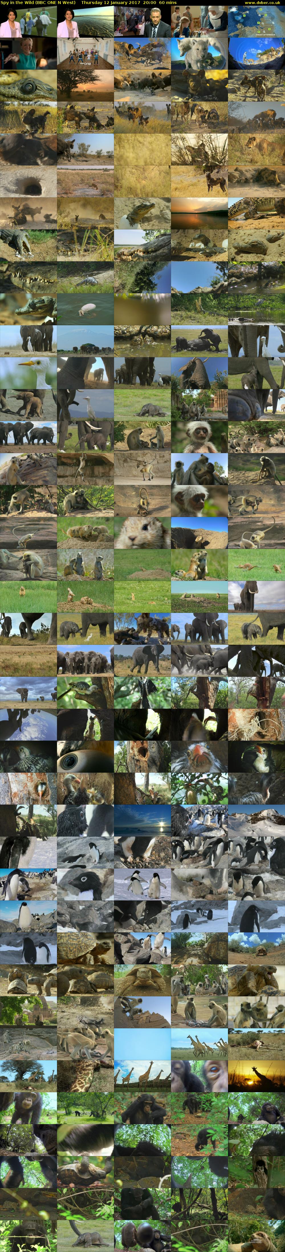 Spy in the Wild (BBC ONE N West) Thursday 12 January 2017 20:00 - 21:00