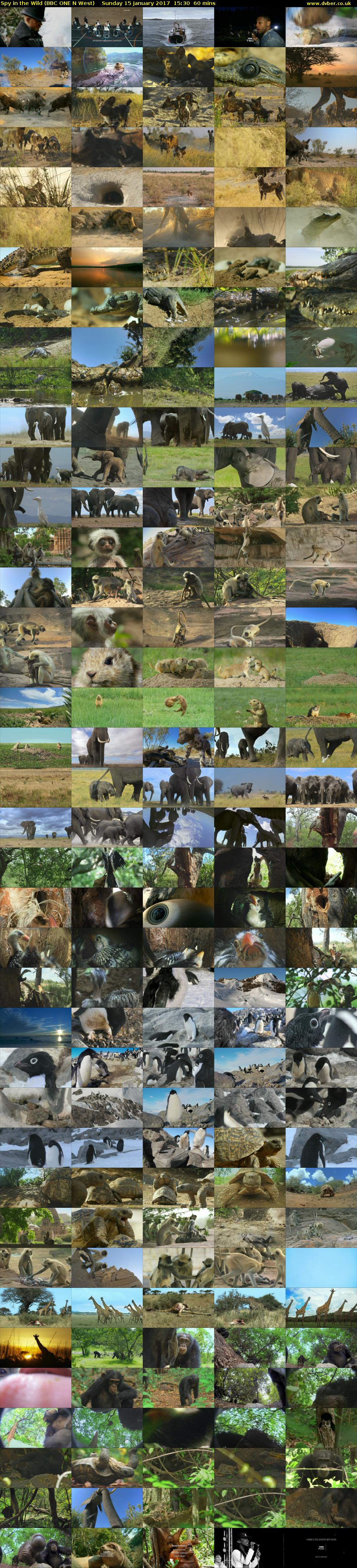 Spy in the Wild (BBC ONE N West) Sunday 15 January 2017 15:30 - 16:30