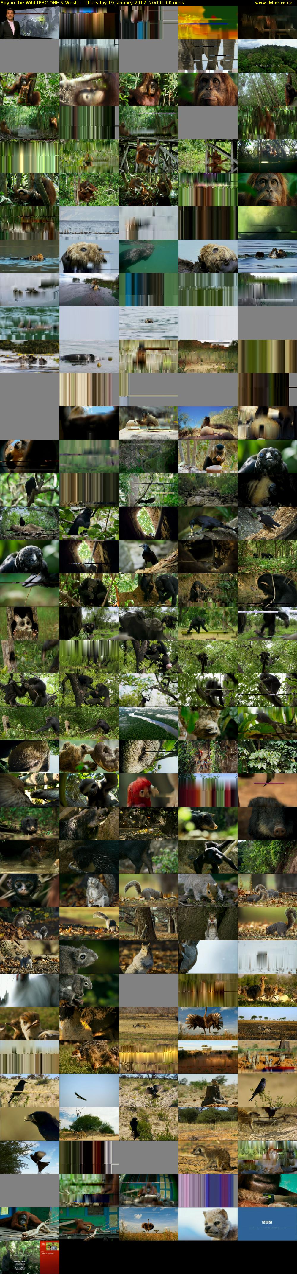Spy in the Wild (BBC ONE N West) Thursday 19 January 2017 20:00 - 21:00