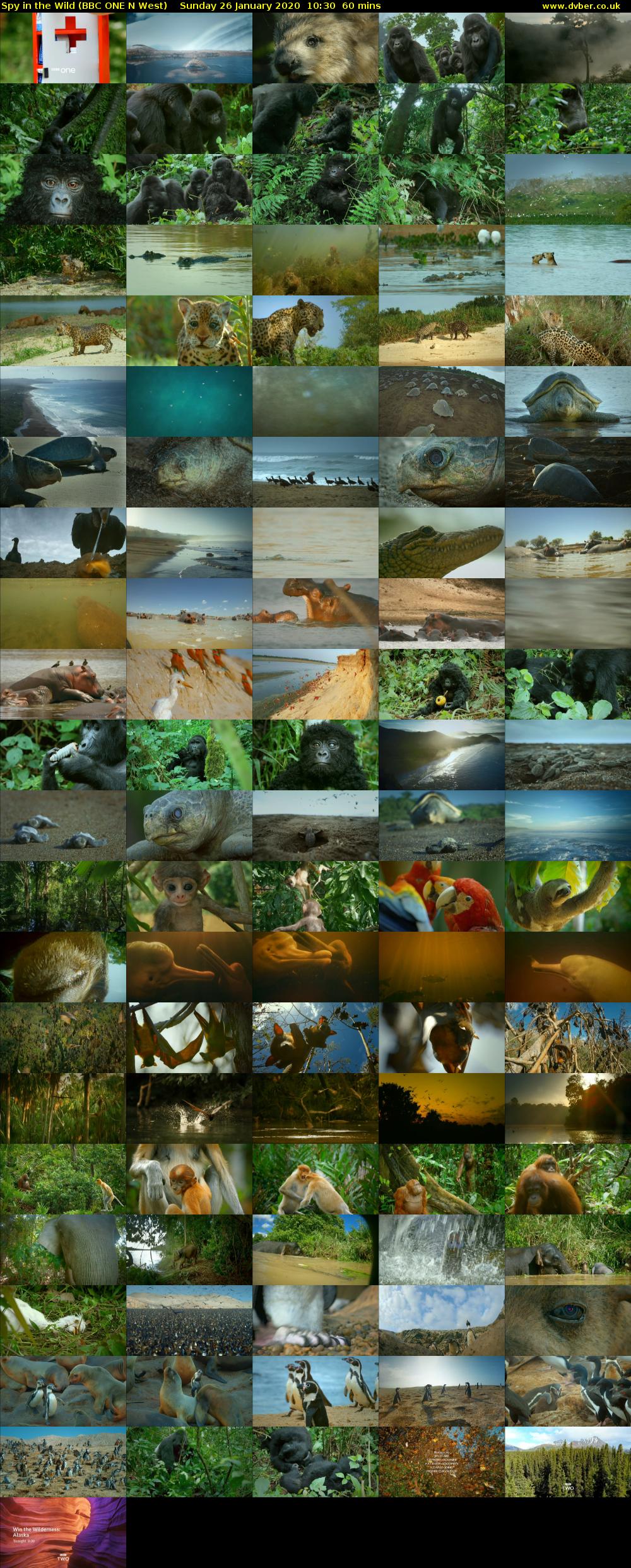 Spy in the Wild (BBC ONE N West) Sunday 26 January 2020 10:30 - 11:30