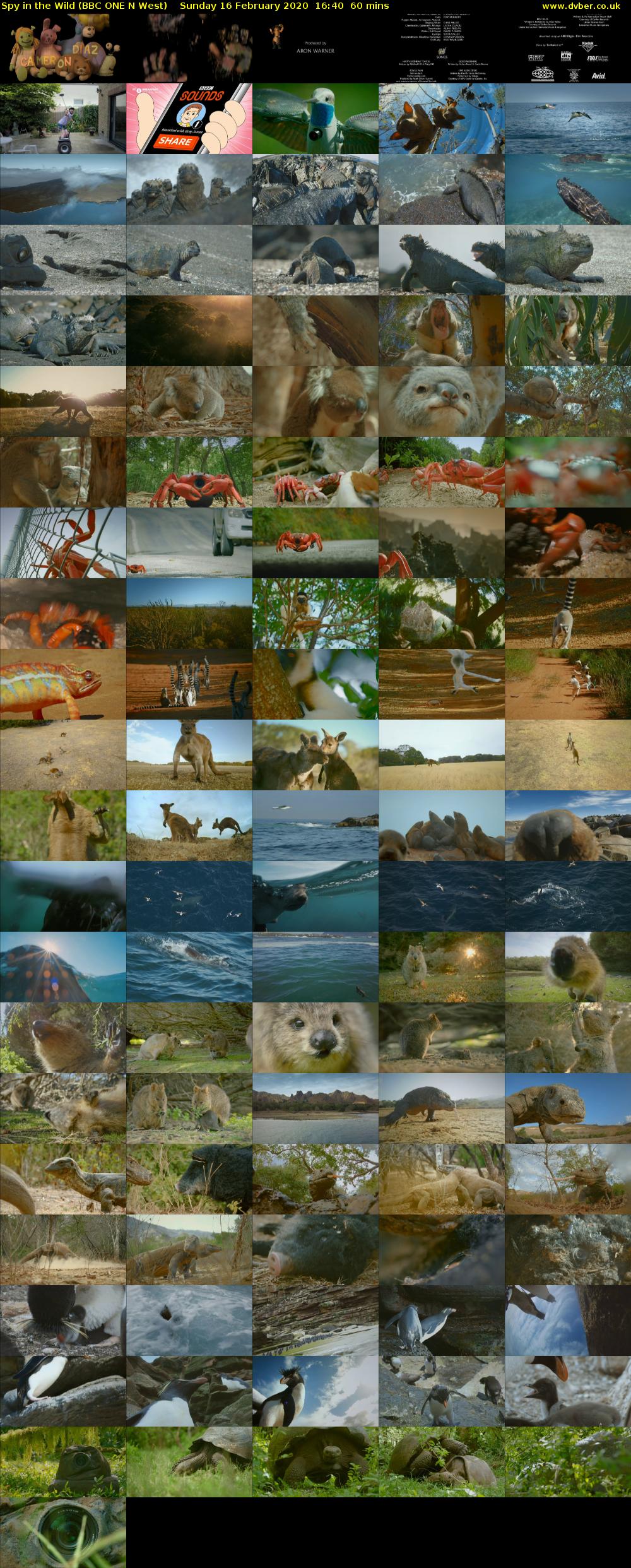 Spy in the Wild (BBC ONE N West) Sunday 16 February 2020 16:40 - 17:40