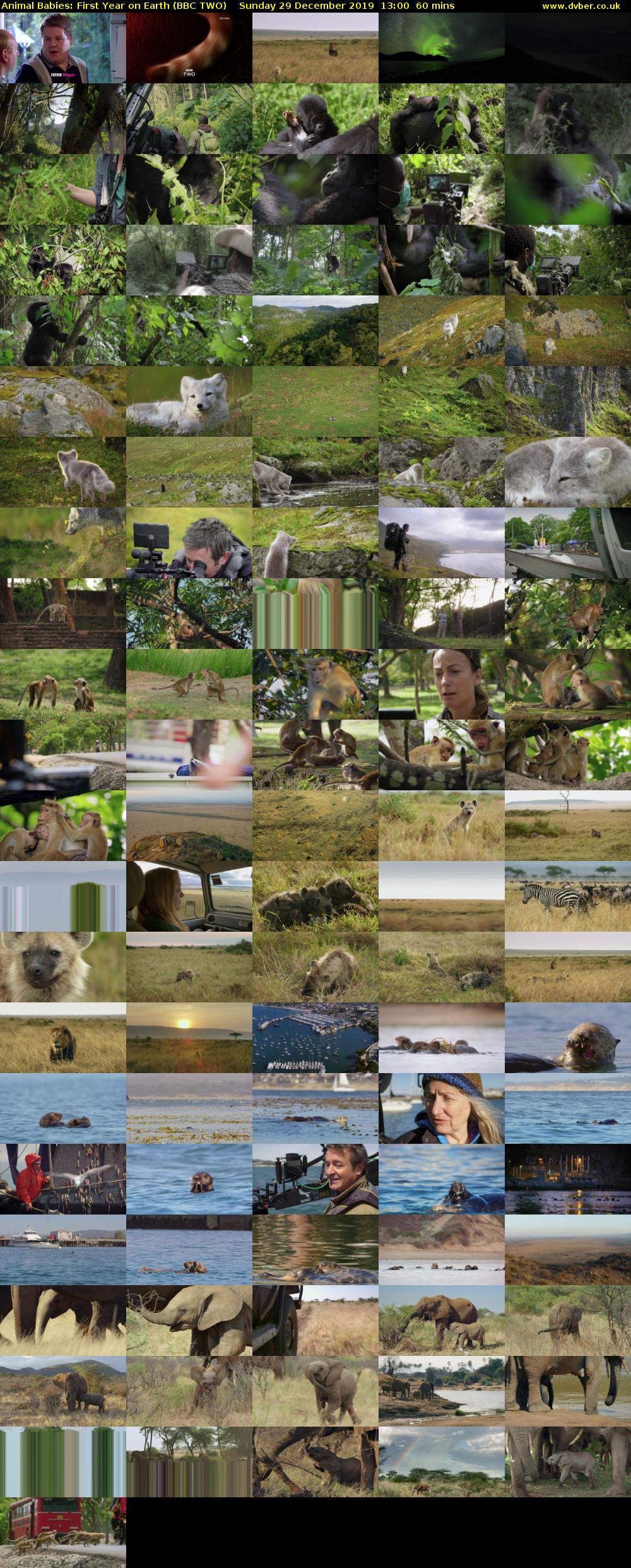 Animal Babies: First Year on Earth (BBC TWO) Sunday 29 December 2019 13:00 - 14:00