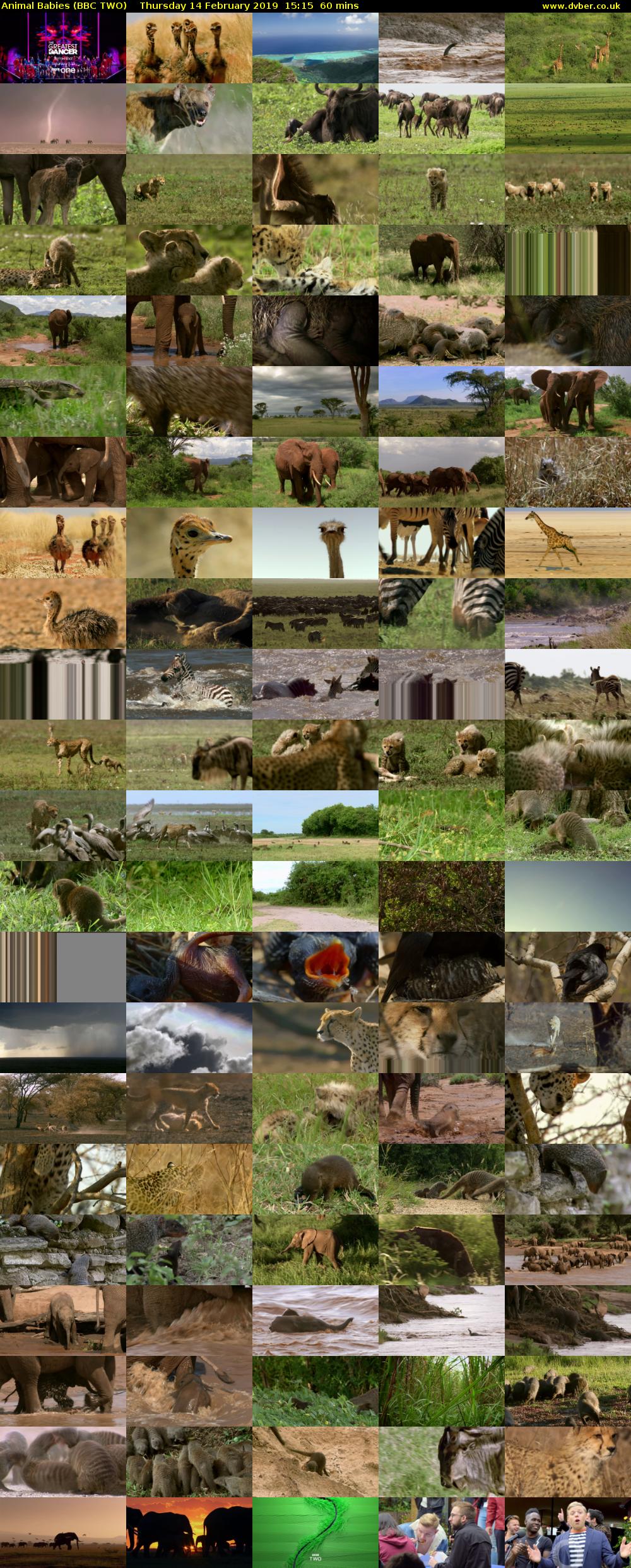 Animal Babies (BBC TWO) Thursday 14 February 2019 15:15 - 16:15