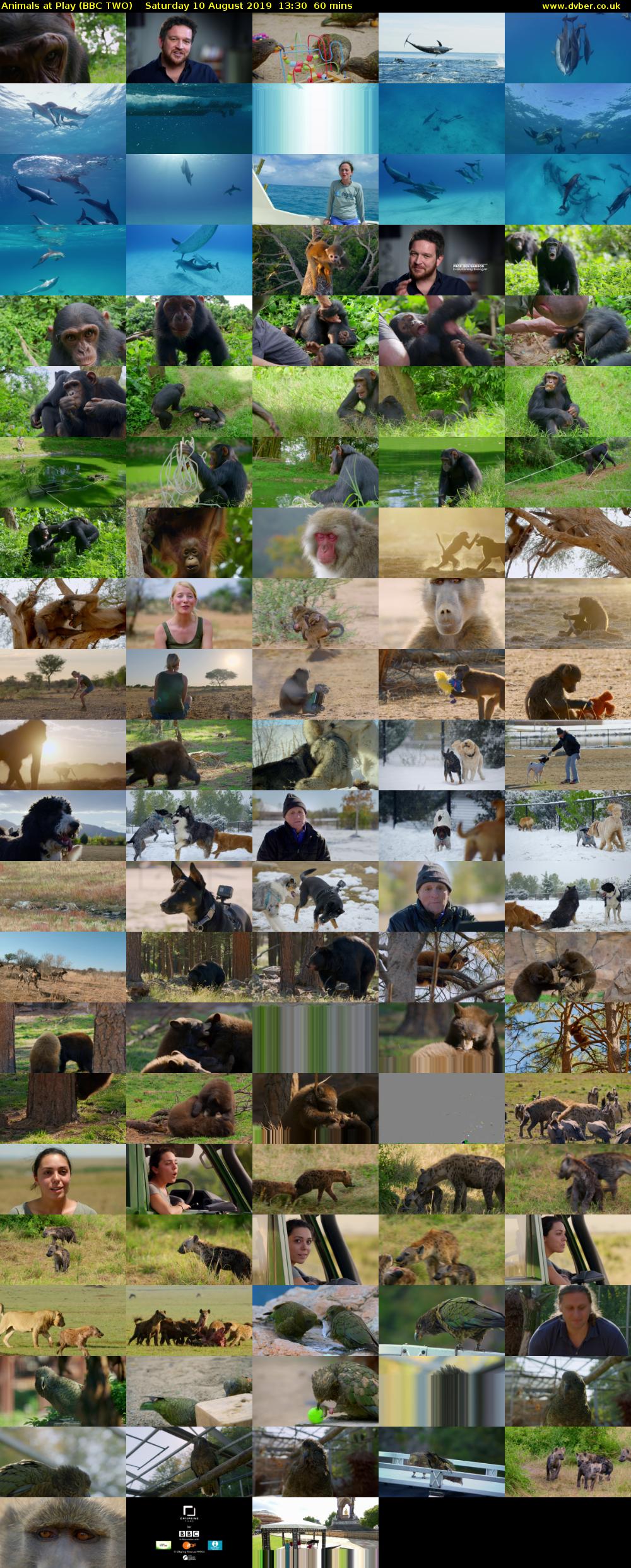 Animals at Play (BBC TWO) Saturday 10 August 2019 13:30 - 14:30