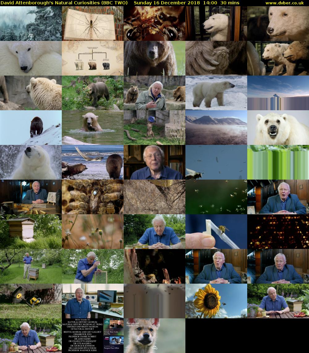 David Attenborough's Natural Curiosities (BBC TWO) Sunday 16 December 2018 14:00 - 14:30
