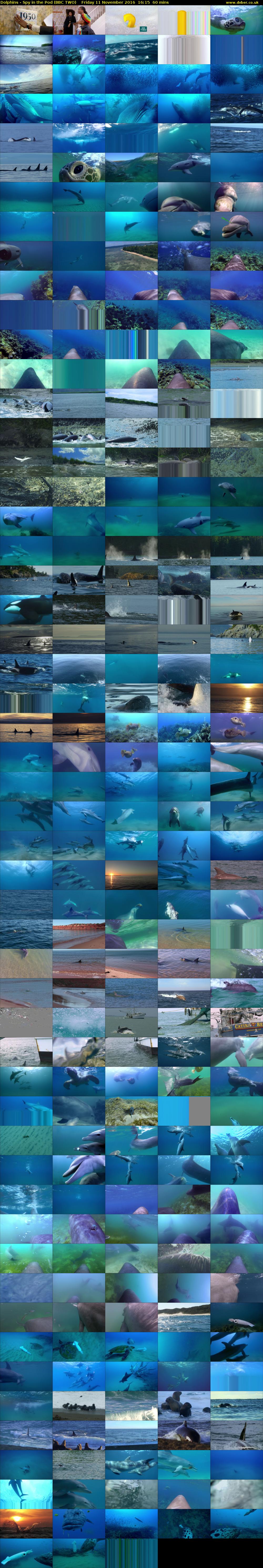 Dolphins - Spy in the Pod (BBC TWO) Friday 11 November 2016 16:15 - 17:15