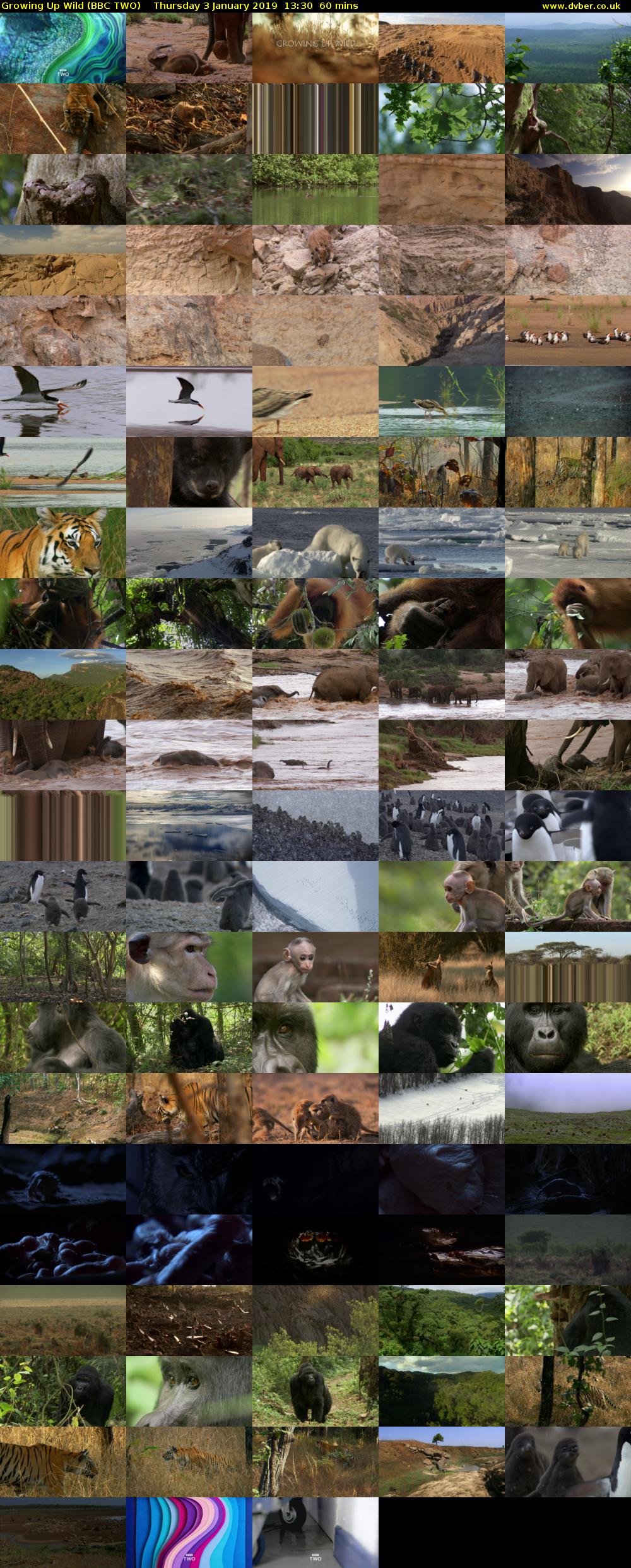 Growing Up Wild (BBC TWO) Thursday 3 January 2019 13:30 - 14:30