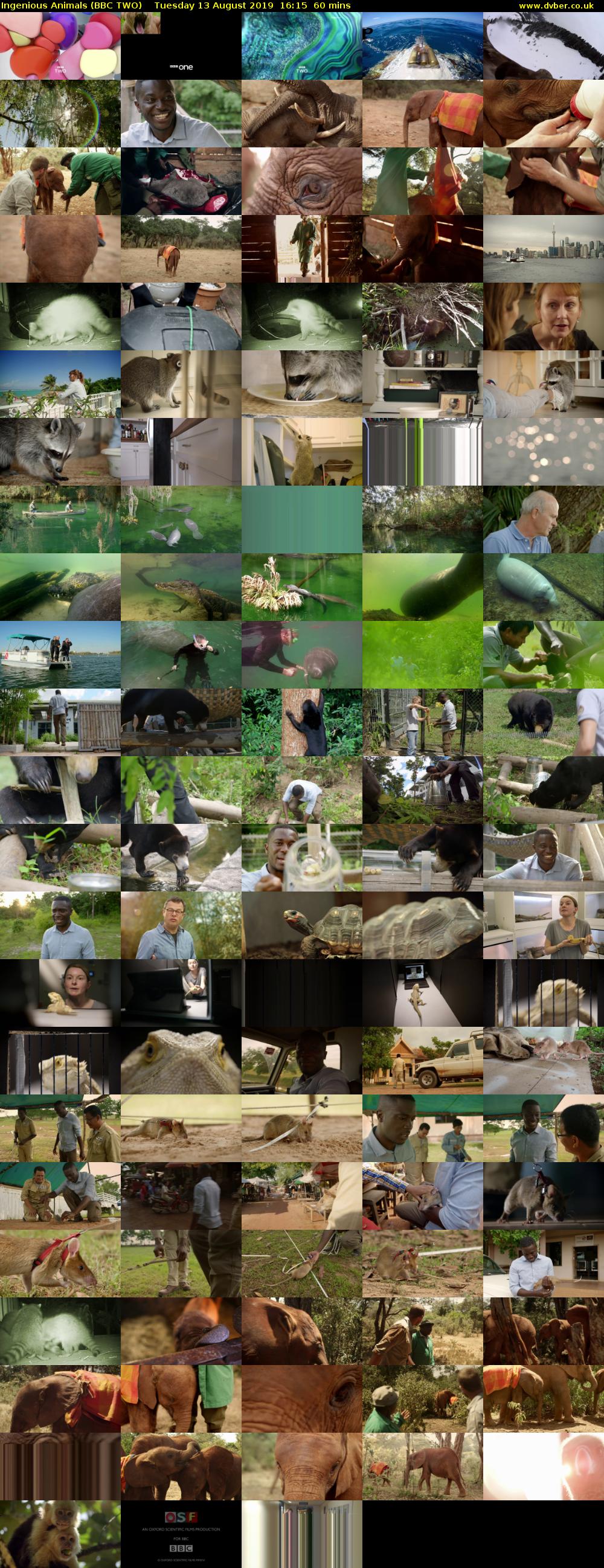 Ingenious Animals (BBC TWO) Tuesday 13 August 2019 16:15 - 17:15