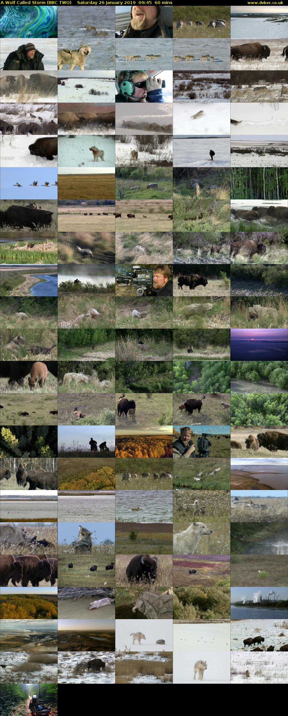 A Wolf Called Storm (BBC TWO) Saturday 26 January 2019 09:45 - 10:45