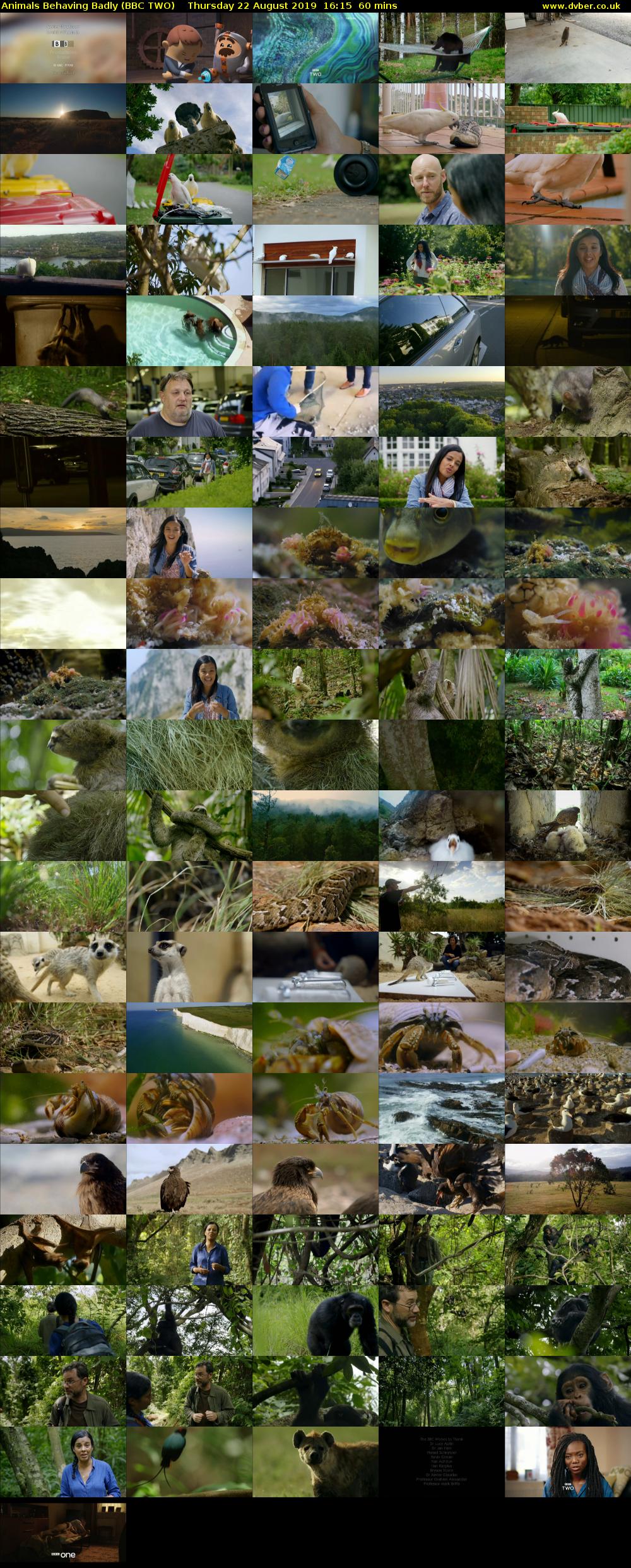 Animals Behaving Badly (BBC TWO) Thursday 22 August 2019 16:15 - 17:15