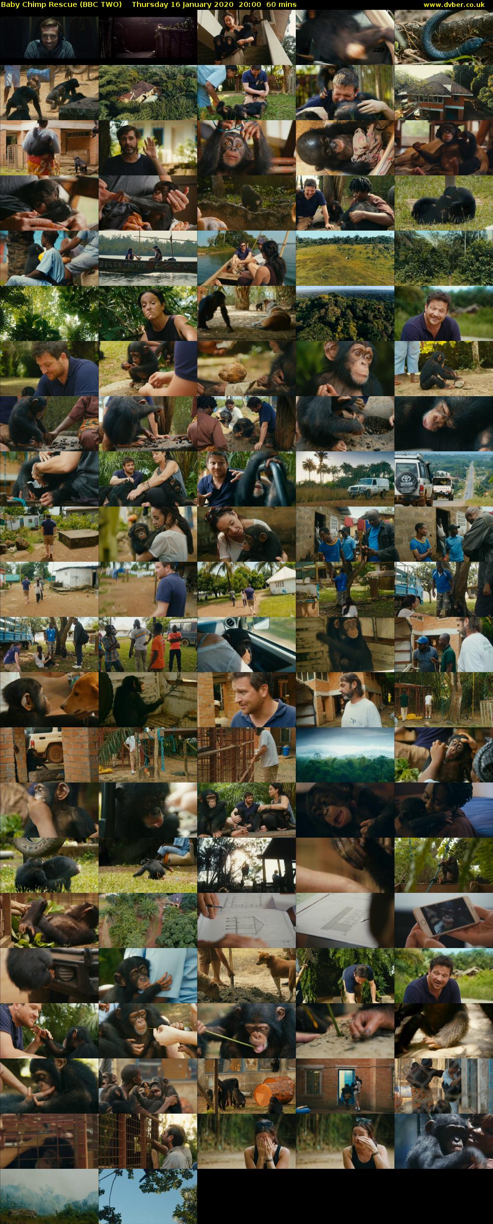 Baby Chimp Rescue (BBC TWO) Thursday 16 January 2020 20:00 - 21:00