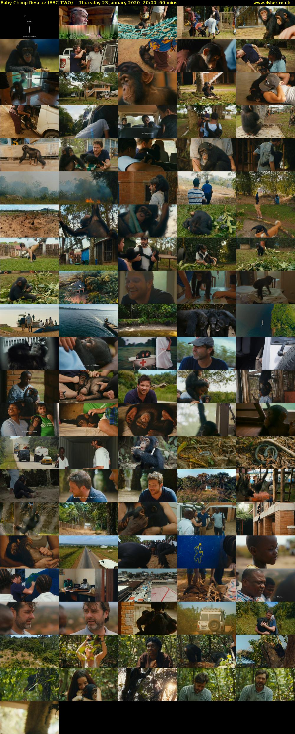 Baby Chimp Rescue (BBC TWO) Thursday 23 January 2020 20:00 - 21:00