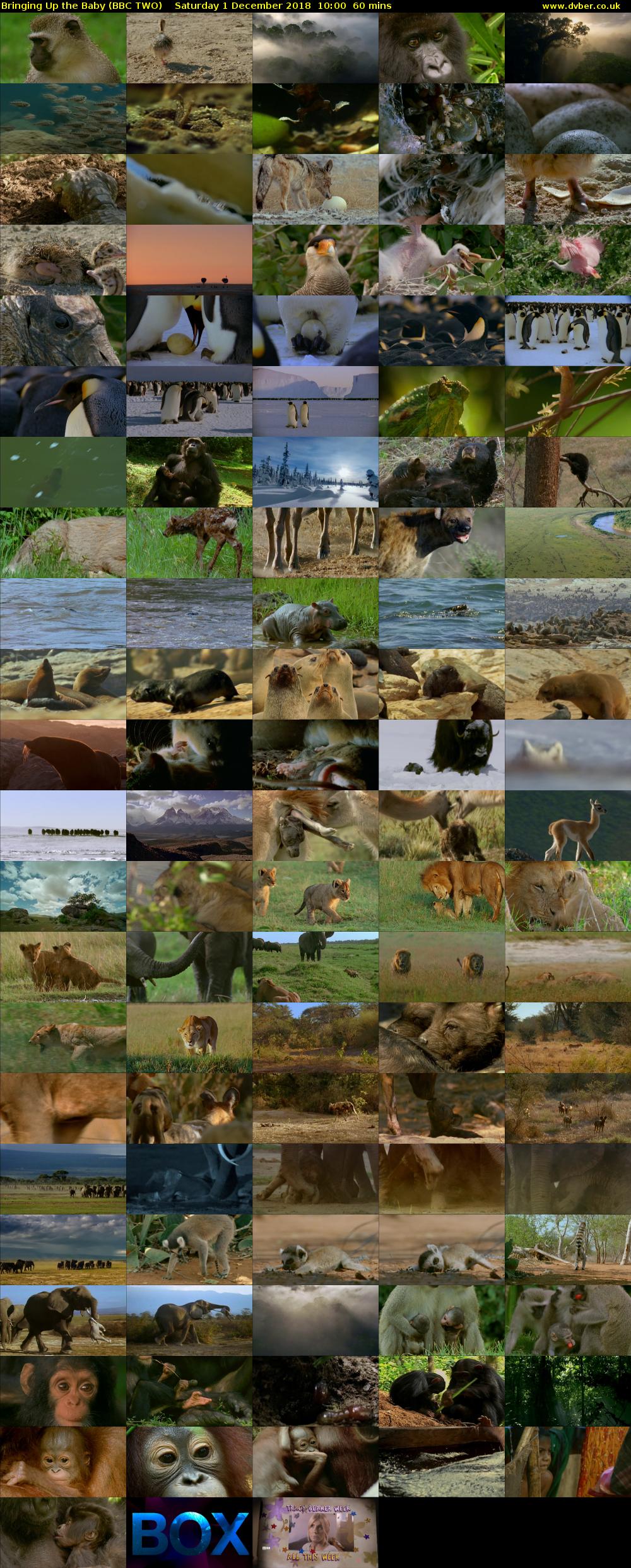 Bringing Up the Baby (BBC TWO) Saturday 1 December 2018 10:00 - 11:00