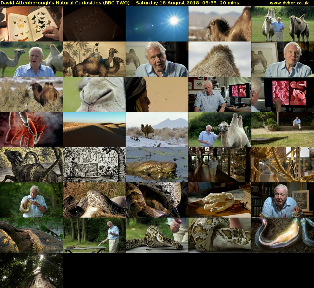 David Attenborough's Natural Curiosities (BBC TWO) Saturday 18 August 2018 08:35 - 08:55
