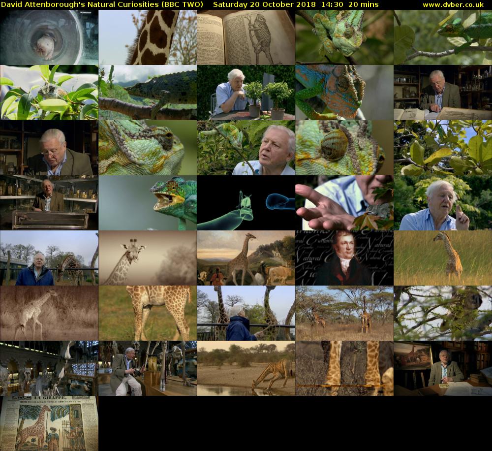 David Attenborough's Natural Curiosities (BBC TWO) Saturday 20 October 2018 14:30 - 14:50