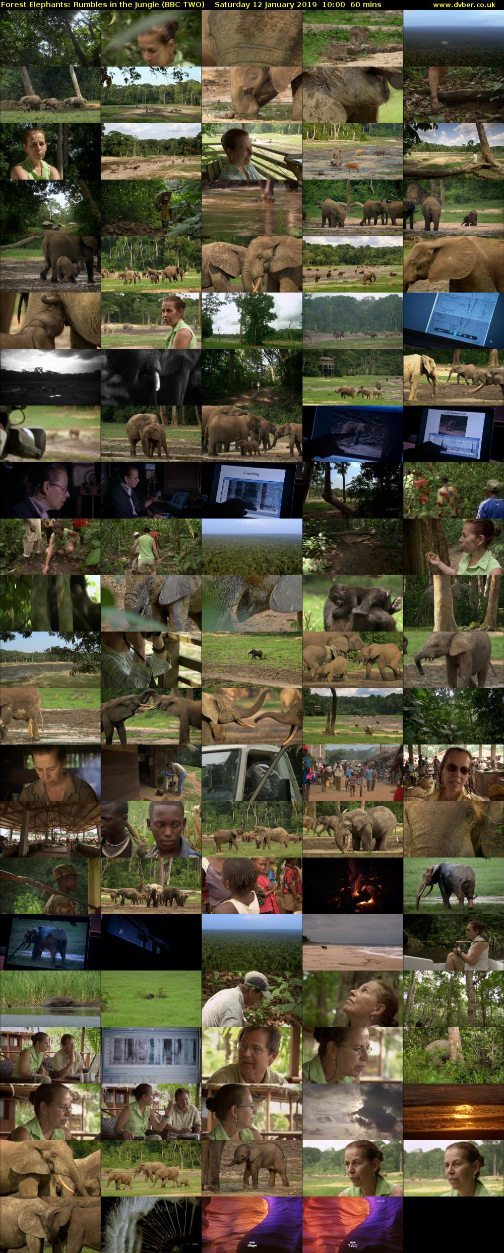 Forest Elephants: Rumbles in the Jungle (BBC TWO) Saturday 12 January 2019 10:00 - 11:00