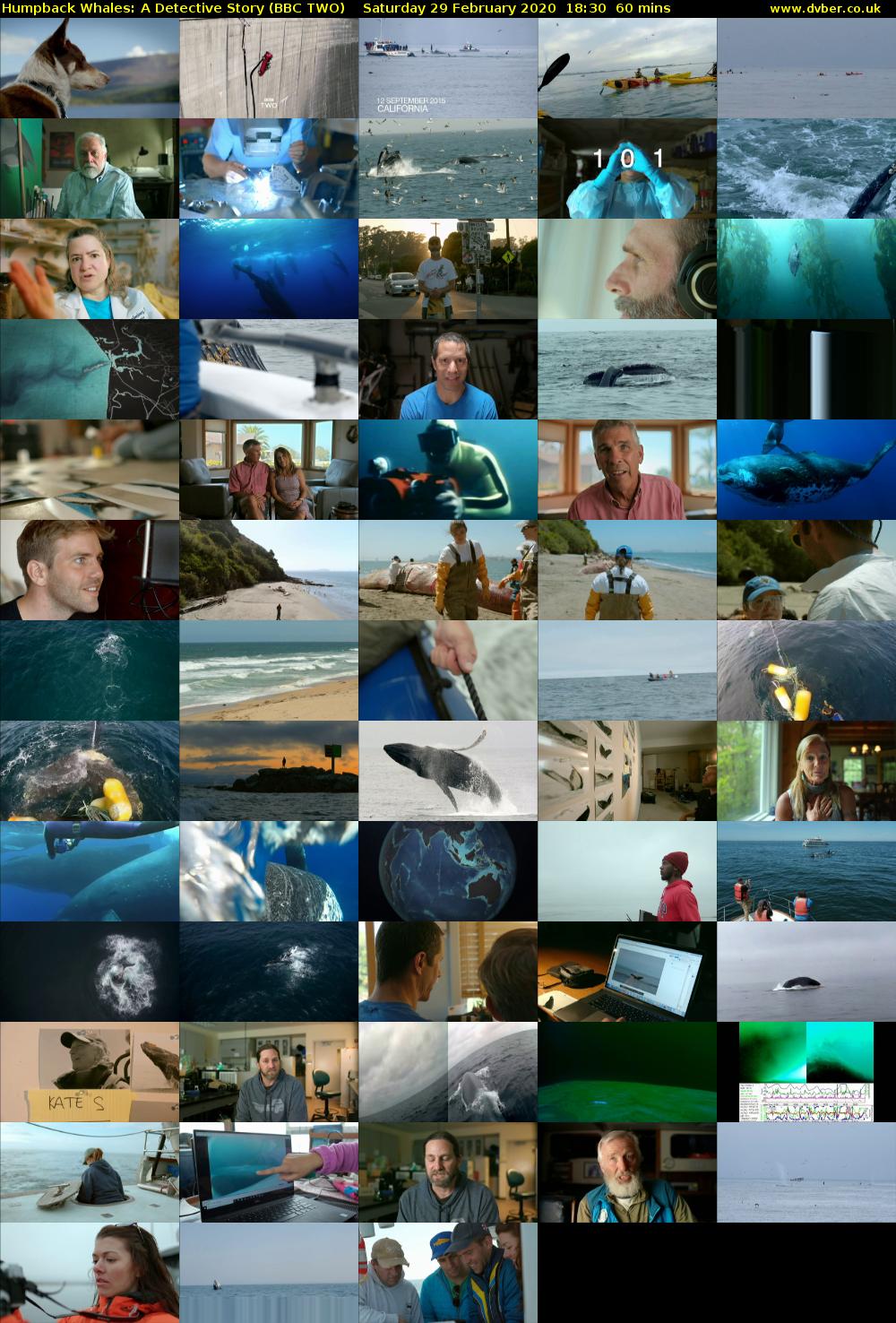 Humpback Whales: A Detective Story (BBC TWO) Saturday 29 February 2020 18:30 - 19:30