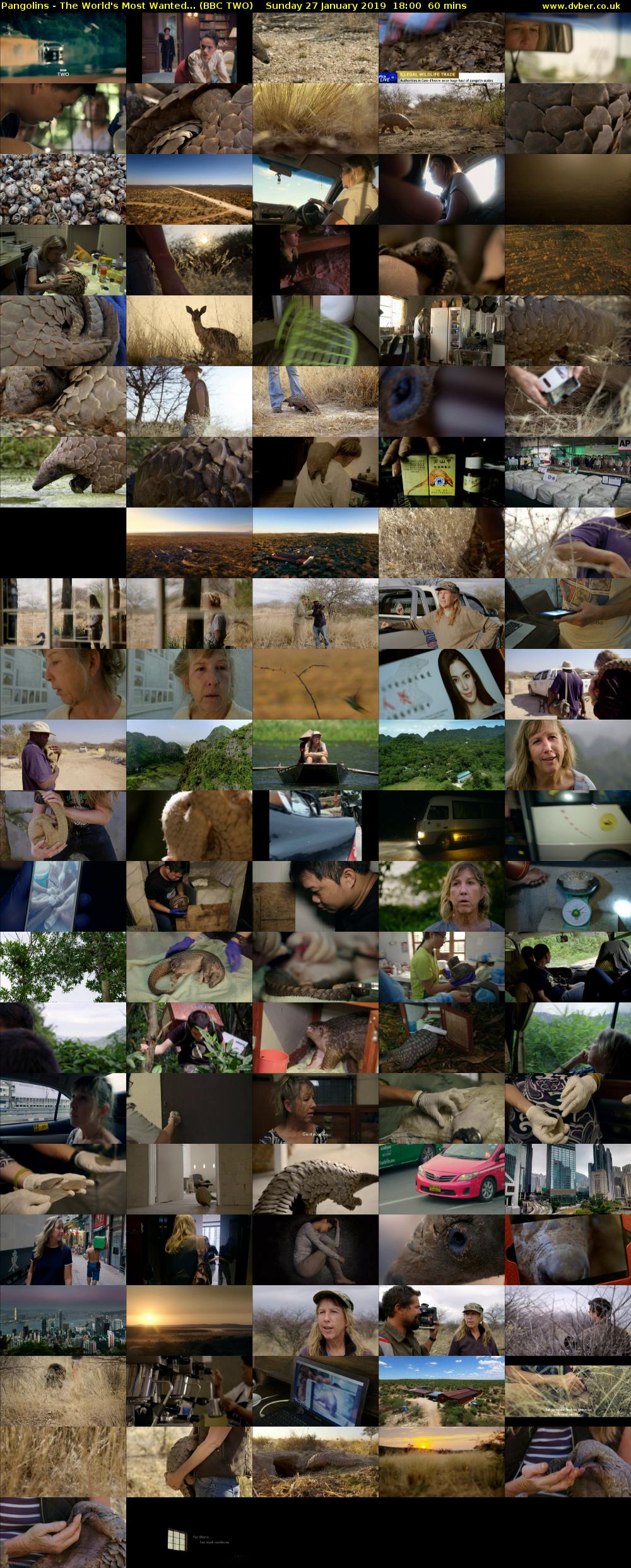 Pangolins - The World's Most Wanted... (BBC TWO) Sunday 27 January 2019 18:00 - 19:00