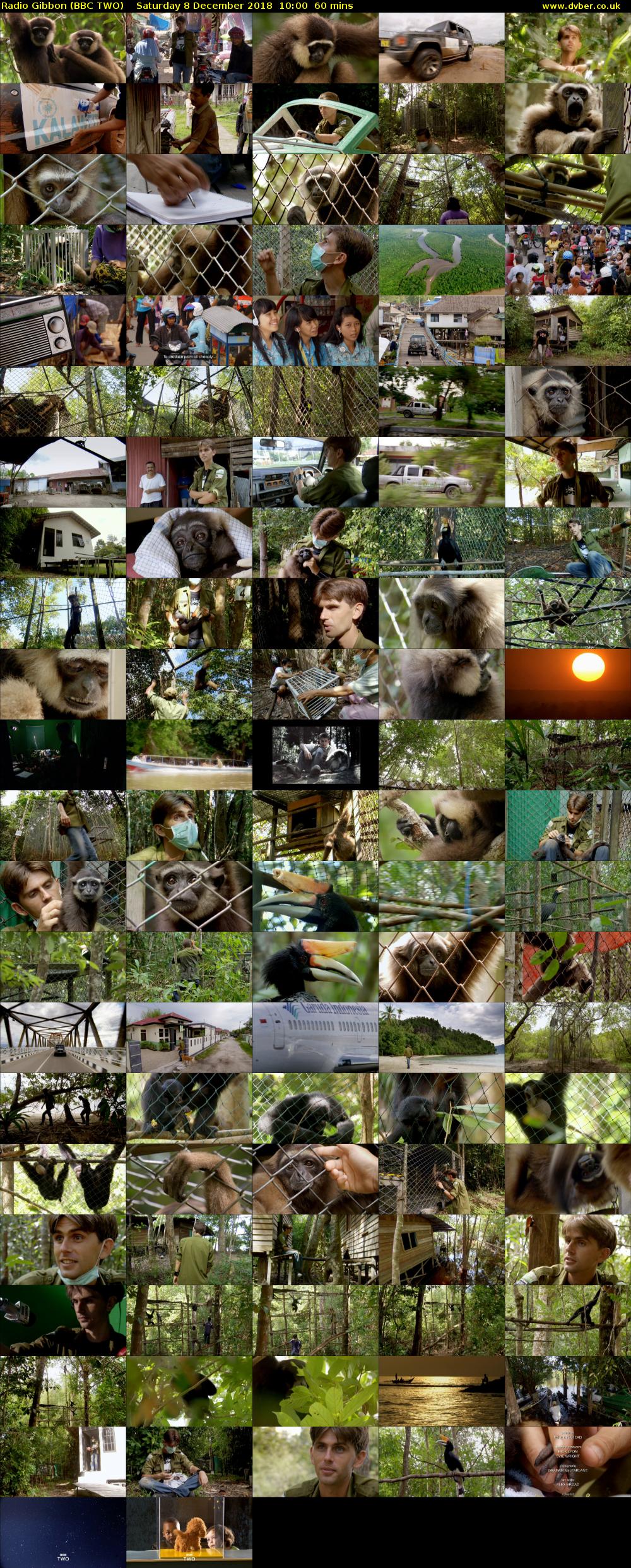 Radio Gibbon (BBC TWO) Saturday 8 December 2018 10:00 - 11:00