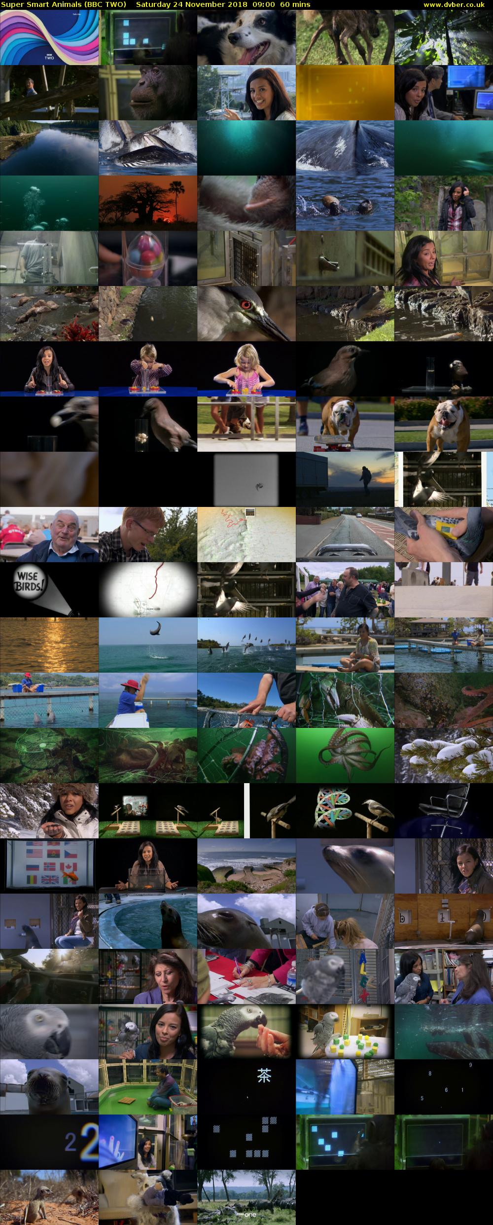 Super Smart Animals (BBC TWO) Saturday 24 November 2018 09:00 - 10:00