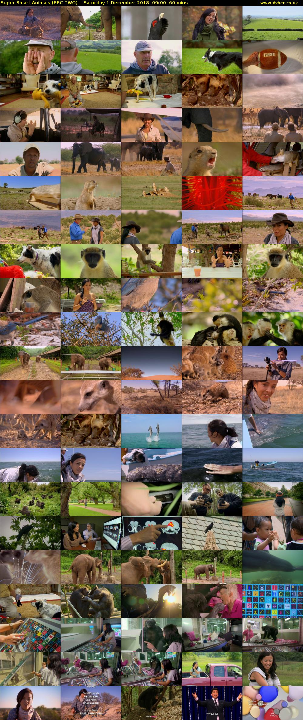 Super Smart Animals (BBC TWO) Saturday 1 December 2018 09:00 - 10:00