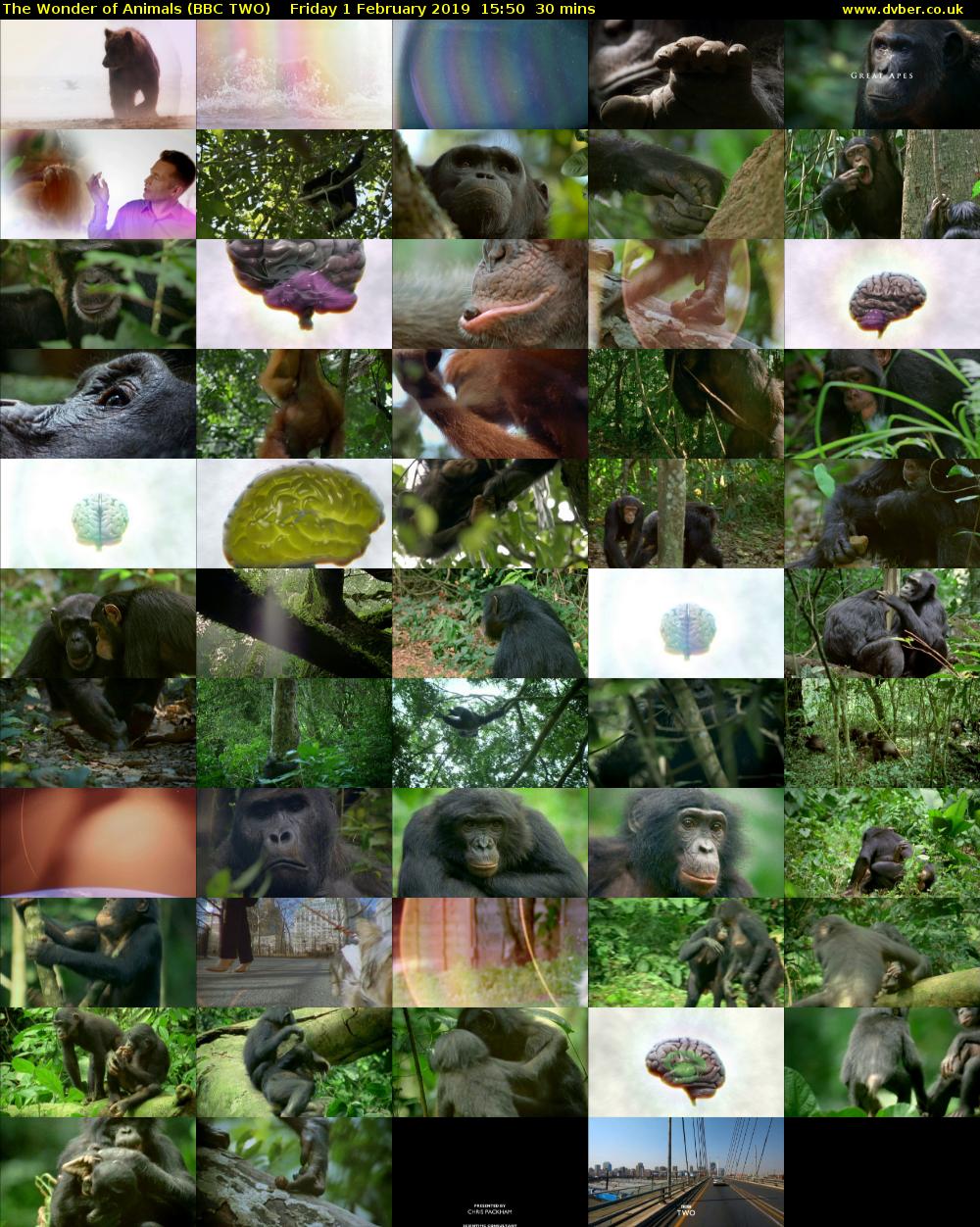 The Wonder of Animals (BBC TWO) Friday 1 February 2019 15:50 - 16:20