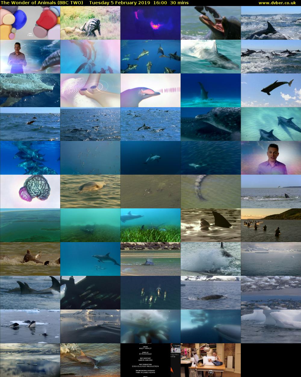 The Wonder of Animals (BBC TWO) Tuesday 5 February 2019 16:00 - 16:30